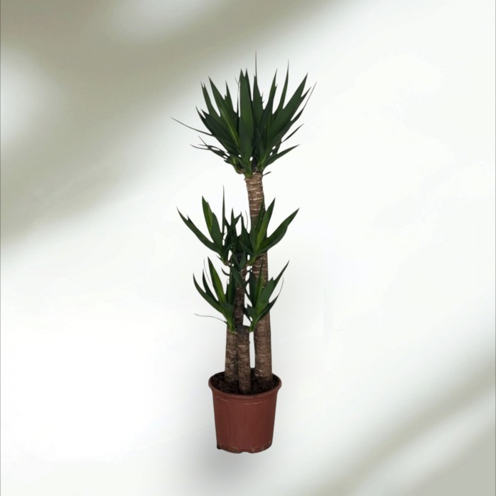 3lü Yucca Ağacı (ORTA)